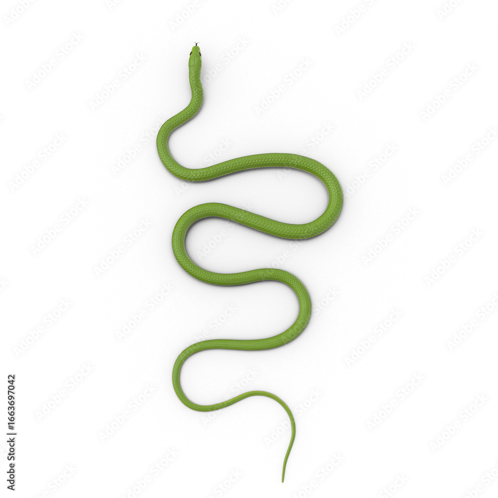 Obraz premium Green snake top view