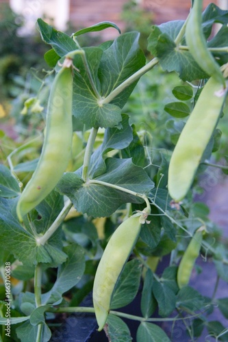 Green pea pods on a bush in a milky ripe garden