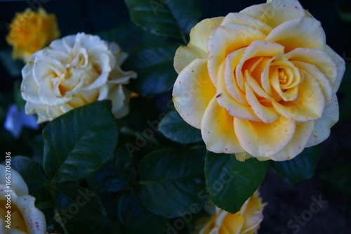 Lovely cream rose in the garden. Macro photography, close-up. Horizontal Photo