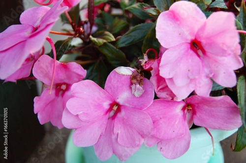 Pink petunia in a pot on the window of a country house. Horizontal photo.