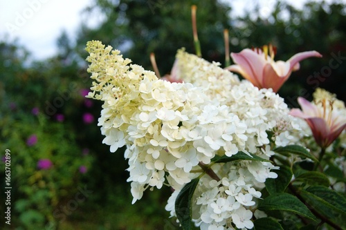 Hydrangea paniculata, horizontal photo