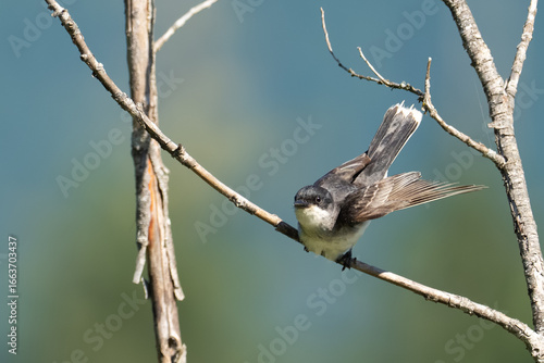 Eastern Kingbird Prepares to Take Off Toward Insect Prey