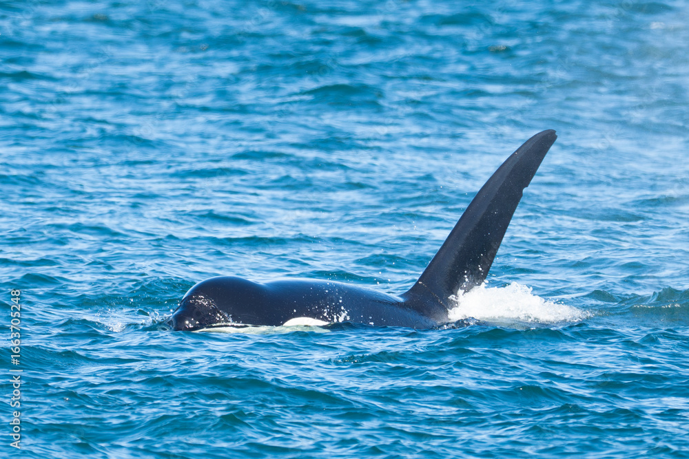Fototapeta premium T-Pod Orcas Hunt as Cruise Ship Passes in Puget Sound