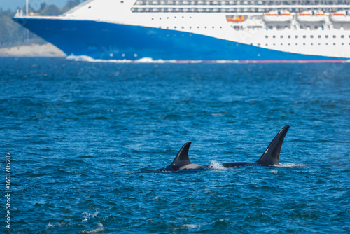 T-Pod Orcas Hunt as Cruise Ship Passes in Puget Sound