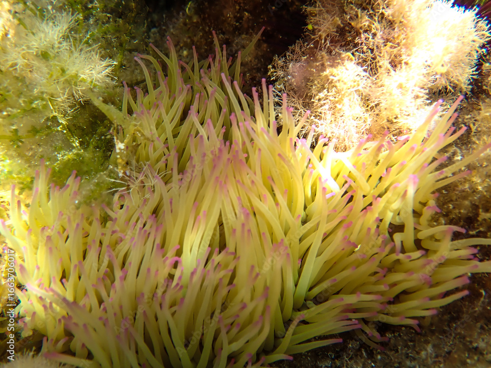 Obraz premium Seagrass underwater with natural sunlight in Mediterranean sea, jijel Algeria, Sea Grass underwater, seagrass Kelp grows in rocks under the sea and the diversity of life in the Mediterranean.