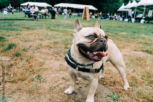 Happy Panting Pug at Community Festival