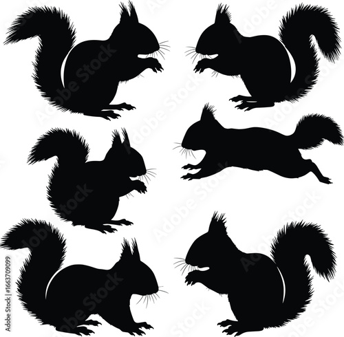 Black silhouette of a squirrel set, vector illustration, wildlife animal, forest dweller, fluffy tail, rodents, isolated drawing.