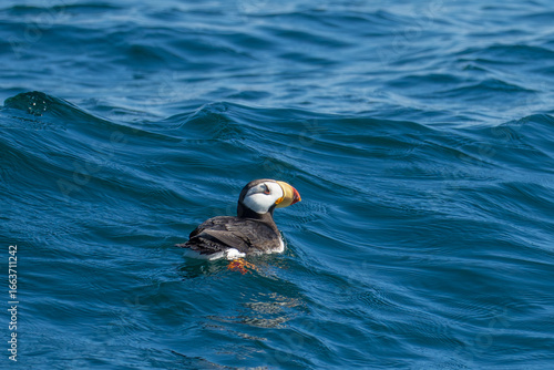Horned Puffin Swimming in Puget Sound Portrait