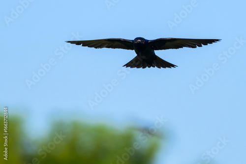 Male Purple Martin in Flight Against Clear Blue Sky — Vibrant Wildlife Bird Photography Showing Graceful Wings, Shimmering Plumage, and Natural Freedom in Detailed Avian Motion