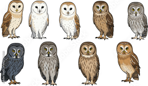 Colorful owl illustrations, cartoon birds, wildlife drawing, nocturnal animals, forest species, hand-drawn owls, birdwatching design, educational animal graphic, cute character