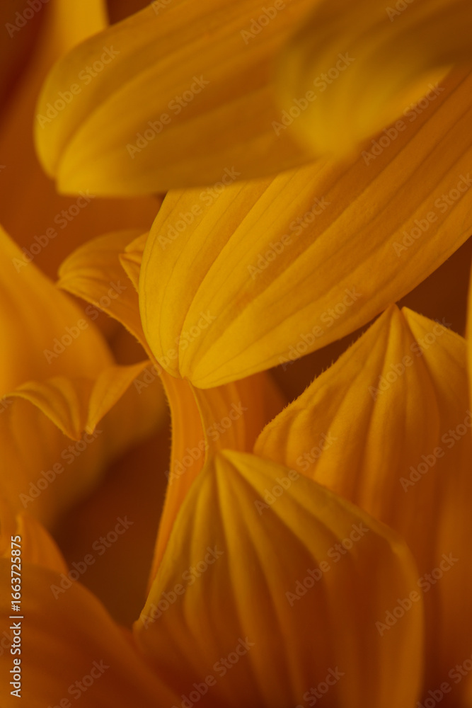 Obraz premium macro photo of sunflower flower petals