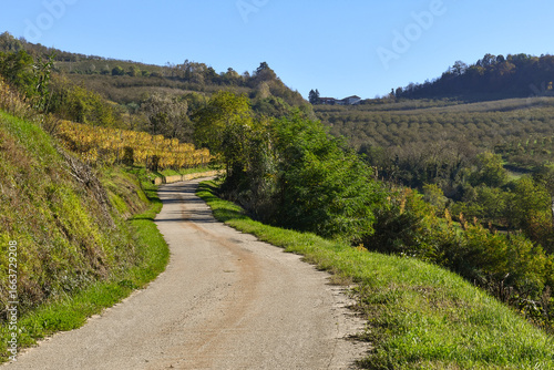 Winding country road through vineyards in the Langhe vineyard hills, Unesco World Heritage Site, in autumn, Treiso (Cuneo), Piedmont, Italy