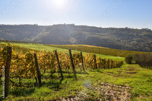 Backlight view with lens flares. Landscape of the Langhe vineyard hills, Unesco World Heritage Site, in autumn, Treiso (Cuneo), Piedmont, Italy