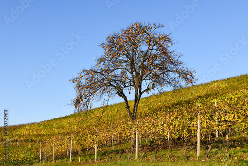 Fotografía A medlar tree (Mespilus germanica) in an autumn vineyard in the Langhe hill regi