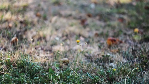 A lone yellow dandelion stands sharply in focus against a beautifully blurred background (bokeh effect) in a serene field. Ideal for projects about solitude, natural beauty, and peaceful moments.