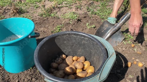 Wallpaper Mural Close-up video showing potatoes being dug from the soil and placed into a bucket. Black and turquoise buckets, legs, and a shovel are visible in the foreground. Torontodigital.ca