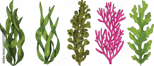 Different types of seaweed collection, marine algae variety, green and red sea plants, underwater vegetation, healthy natural food, 