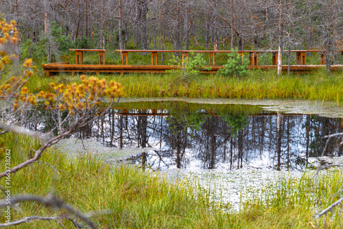 Mohos bog in Transylvania