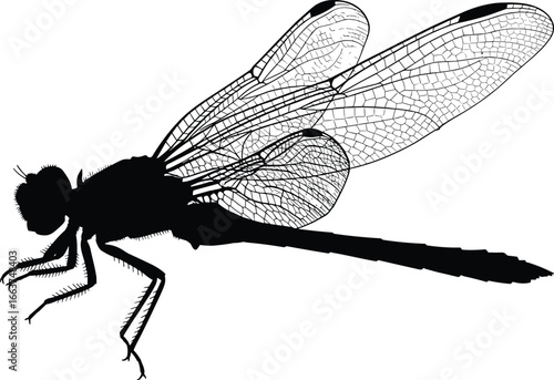 Detailed dragonfly silhouette, black and white vector illustration with intricate wing veins, realistic anatomy, insect design for nature, science, education, and decorative projects