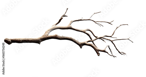 Dry branch of a tree isolated on transparent background