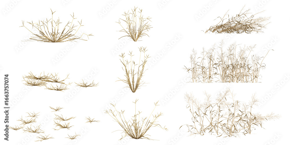 Fototapeta premium 3d illustration of Capillipedium,Dactyloctenium plants on transparent background