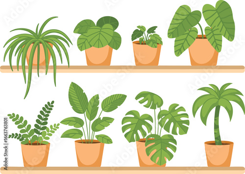 Indoor potted houseplants on shelves, botanical decor concept, green foliage display, modern plant arrangement, cad drawing flat vector illustration