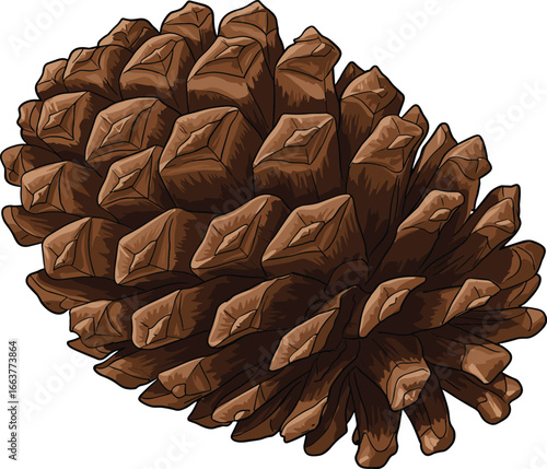 Realistic pine cone illustration, botanical forest element, natural brown seed cone, detailed nature drawing, vector pinecone clipart, isolated object on white background
