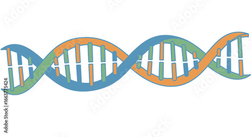 Double helix DNA strand illustration showing genetic code for science and biology educational resources, a colorful vector image