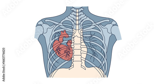 Human Anatomy Illustration of the Heart Within the Rib Cage and Chest Bones for Medical Use