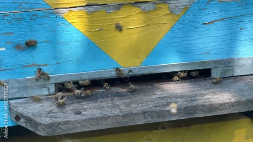 Close-up of a beehive entrance with bees actively flying out and returning with nectar. Beekeeping and pollination process in natural environment.