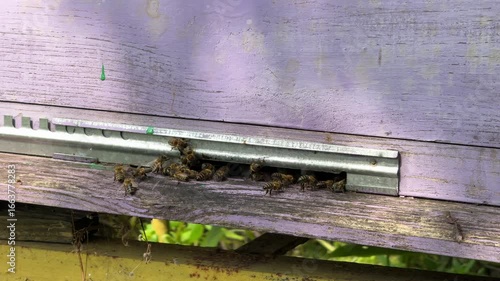Slow-motion close-up of a beehive entrance showing bees flying out and returning with nectar. Detailed view of bee flight patterns, pollination, and colony activity.