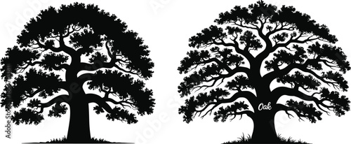 Silhouette of two large oak trees with detailed branches and leaves, nature landscape, tree growth, forest environment, healthy trees, environment concept