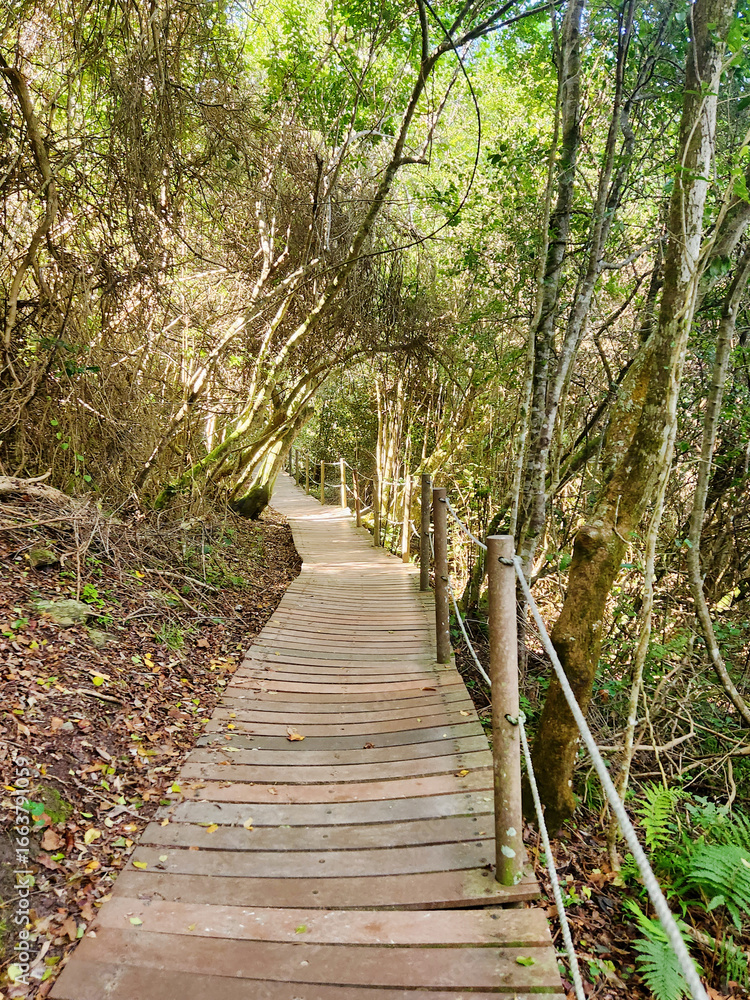 Obraz premium path in the forest