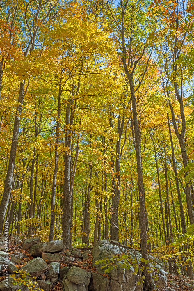 Fototapeta premium Wall of Yellow in the Autumn Forest