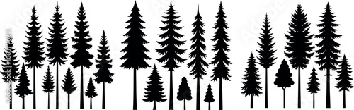 Silhouettes of various evergreen trees in a forest