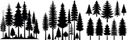 Silhouettes of evergreen trees in a forest setting