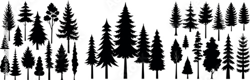 Silhouettes of evergreen trees in a forest setting