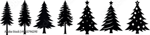 Silhouettes of evergreen trees in a forest setting