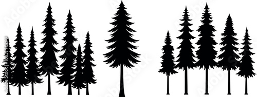 Silhouettes of various evergreen trees in a forest