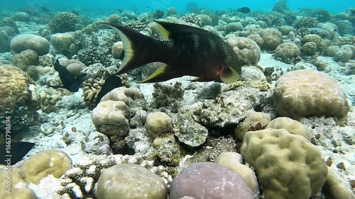 Maldives underwater world with close up variola louti and peacock grouper fishs shoaling in corals 