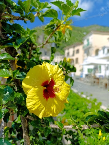 Yellow Hibiscus flower on Amalfi coast