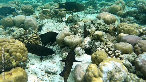 Maldives underwater world with close up Variola louti and Peacock grouper fishs shoaling in corals