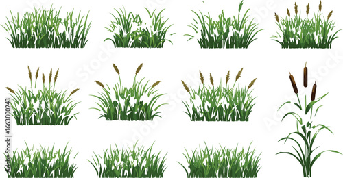Green Grass and Reed Plant Set vector Illustrations – Realistic Set of Meadow and Wetland Vegetation in Different Growth Stages Isolated on White Background