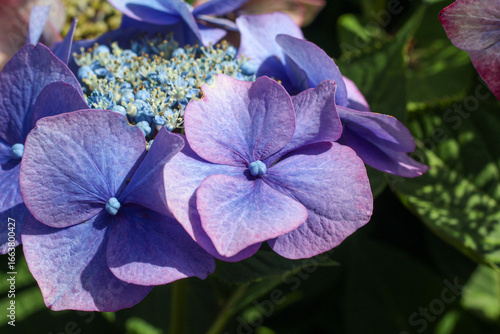 the coloring of the hydrangea