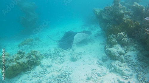  Swimming stingray over the seabed in a tropical coral reef

