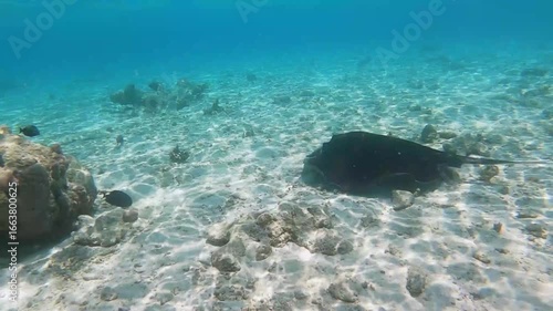 Free swimming stingray in tropical coral reef