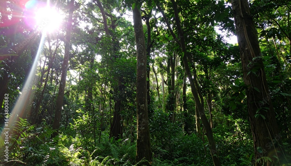 Fototapeta premium Sunlight streams through a dense forest canopy, illuminating the verdant undergrowth and tall trees.