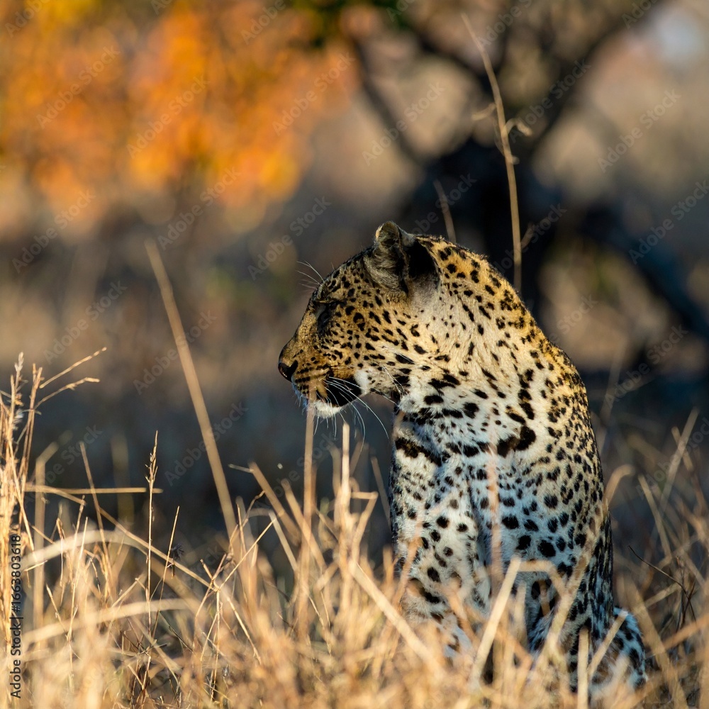 Obraz premium A leopard in the tree