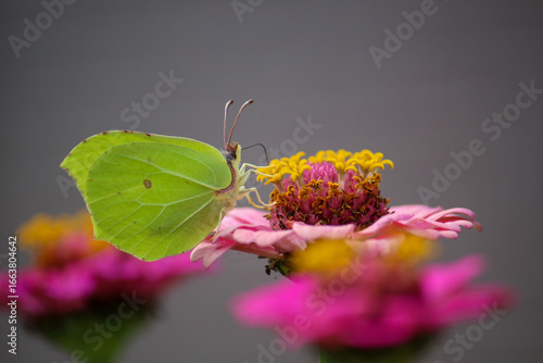 butterfly on flower