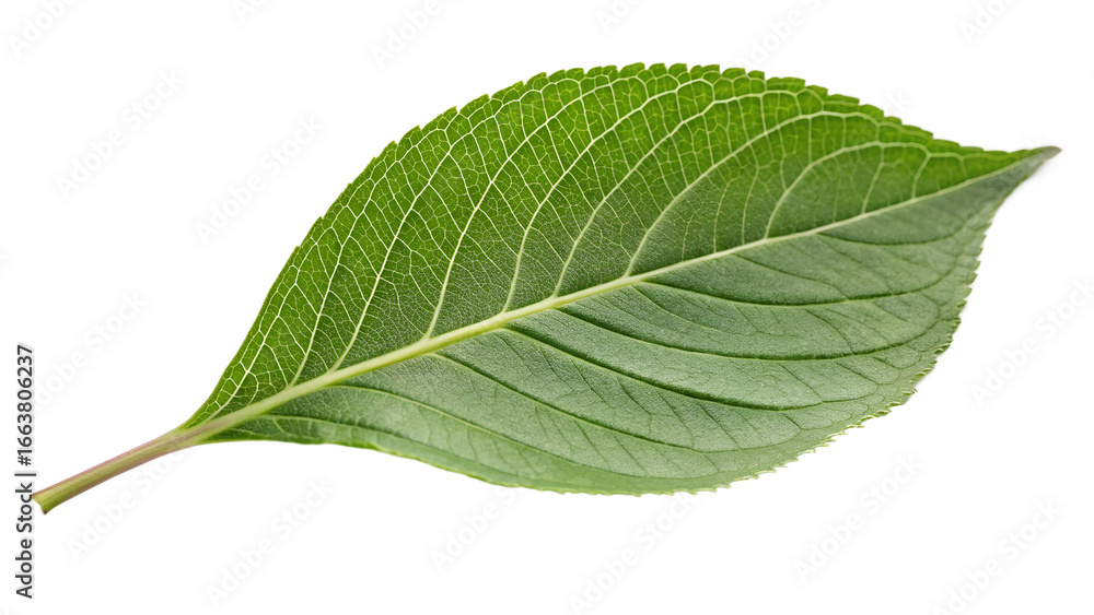 Fototapeta premium A detailed green leaf with prominent veins, isolated on a transparent background, representing nature and organic growth